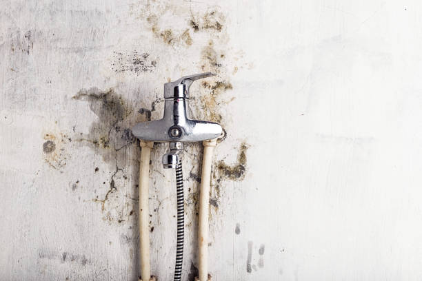 Best HVAC Mold Remediation in Rollingwood, TX